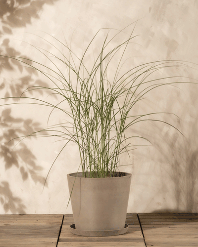 Ein hochgewachsener Miscanthus sinensis 'Gracillimus' mit schlanken Blättern steht in einem schlichten hellgrauen Topf auf einer Holzfläche vor einer beigen Wand mit Blattschatten.