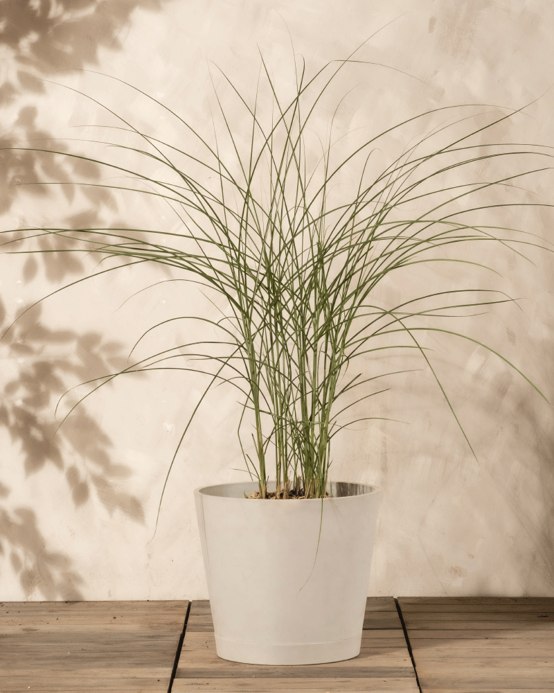 Ein hochgewachsener Miscanthus sinensis 'Gracillimus' mit schlanken grünen Blättern in einem weißen Topf steht auf einer hölzernen Fläche vor einer beigen Wand mit Blattschatten.