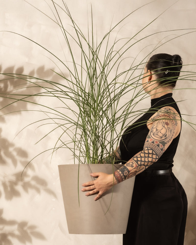 Eine Person mit tätowierten Armen und dunklem Haar in einem Dutt hält einen großen Topf mit Miscanthus sinensis 'Gracillimus', der vor einer hellen, strukturierten Wand steht.