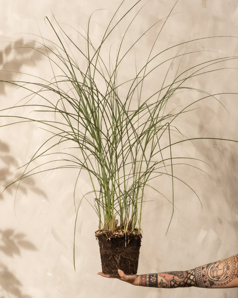 Ein tätowierter Arm hält ein Büschel Miscanthus sinensis 'Gracillimus' mit freiliegenden Wurzeln an eine beigefarbene, strukturierte Wand.