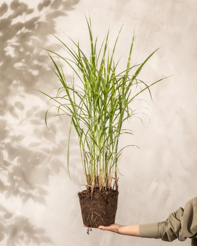 Eine Hand hält einen Topf-Miscanthus sinensis „Strictus“ mit freiliegenden Wurzeln gegen eine helle Wand; die Pflanze wirft einen auffälligen Schatten ihrer Blätter in den Hintergrund.