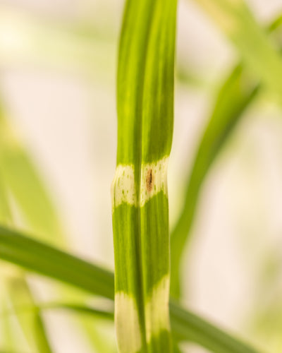 Nahaufnahme eines Miscanthus sinensis 'Strictus'-Blattes mit einem auffälligen weißen Streifen und einem dunkelbraunen Fleck in der Mitte, der möglicherweise auf eine Krankheit oder Beschädigung hinweist. Der leicht unscharfe Hintergrund betont die Details des Blattes.
