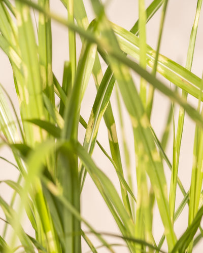 Eine Nahaufnahme von Miscanthus sinensis „Strictus“ zeigt seine langen, schmalen grünen Blätter mit gelblichen Flecken, die möglicherweise auf eine Krankheit oder einen Nährstoffmangel hinweisen, vor einem leicht unscharfen Hintergrund.