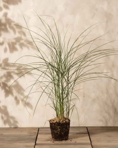 Miscanthus sinensis 'Gracillimus' mit langen, schlanken grünen Blättern und einem freiliegenden Wurzelballen ruht auf einer Holzfläche vor einem hellen, strukturierten Hintergrund mit subtilen Blattschatten.
