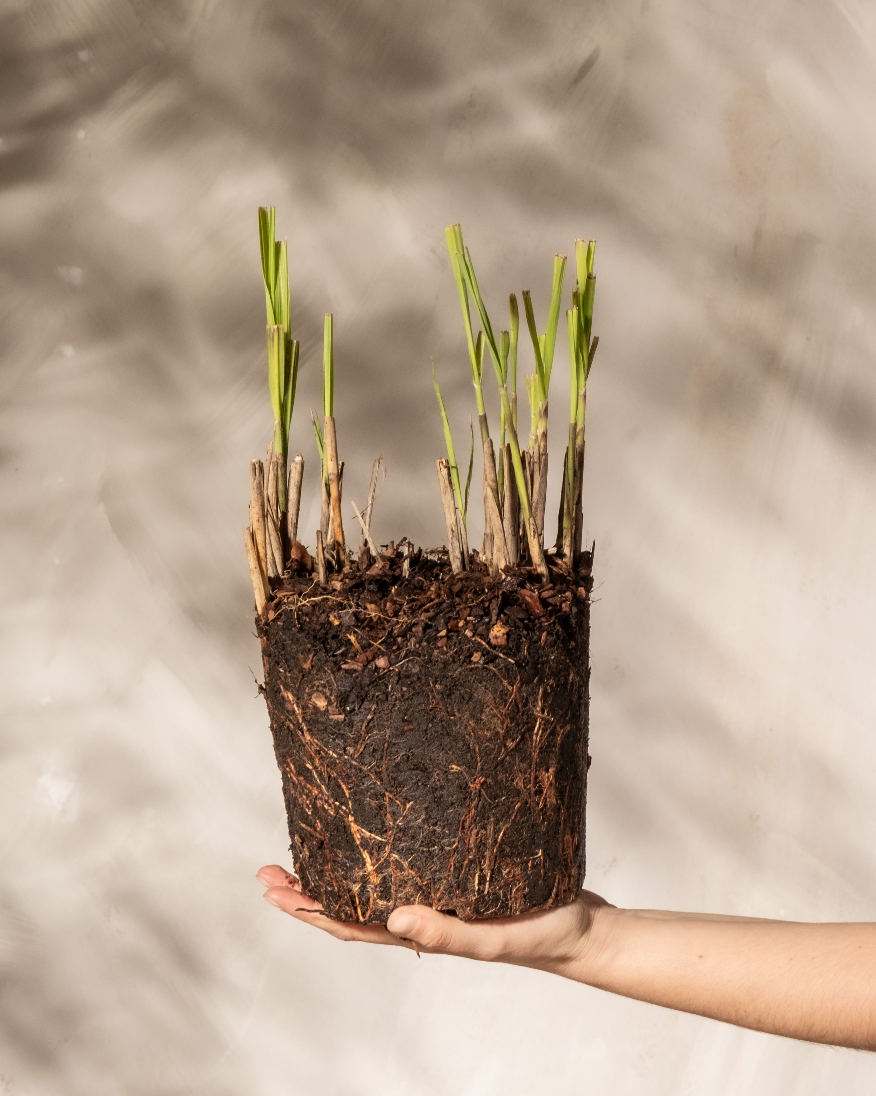 Eine Hand hält eine Miscanthus sinensis „Gracillimus“-Pflanze mit grünen Trieben und topfförmigen freiliegenden Wurzeln mit etwas Erde und Rinde hoch, vor einem hellen Wandhintergrund mit sanfter Textur.