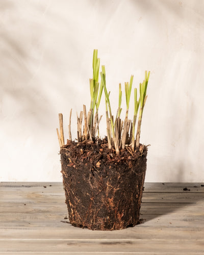 Eine Miscanthus sinensis „Gracillimus“-Pflanze mit sichtbaren Wurzeln und Erde, mit abgeschnittenen Stielen und frischen grünen Trieben, steht auf einer Holzoberfläche vor einem neutralen Hintergrund.