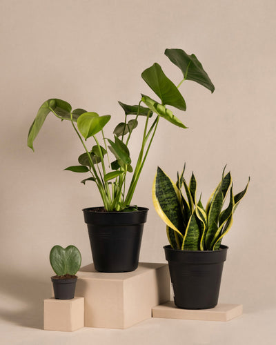 Pflanzen-Bestseller-Trio