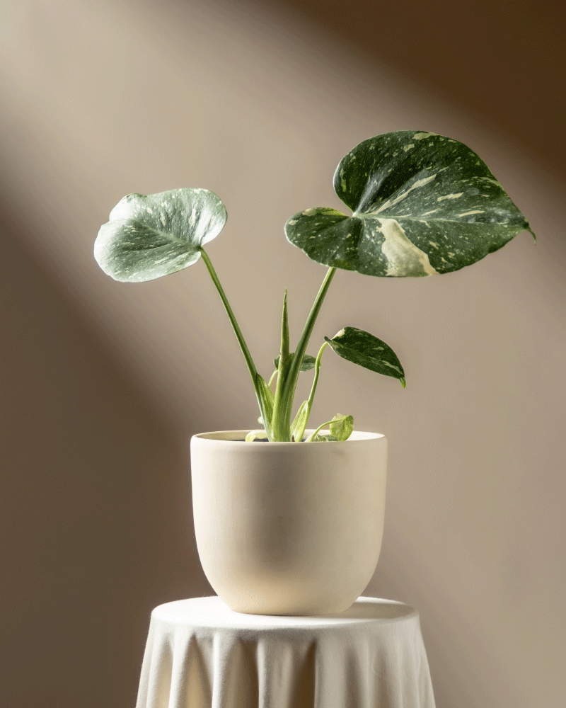 Eine Monstera 'Thai Constellation' - feey mit großen, bunten Blättern steht auf einem runden Tisch mit weißem Tuch, getaucht in weiches natürliches Licht vor einem neutralen Hintergrund.