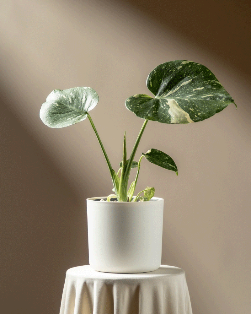 Eine Monstera 'Thai Constellation' - feey mit großen, bunten Blättern sitzt auf einem runden, weiß drapierten Tisch, der von links oben vor einem braunen Hintergrund sanft beleuchtet wird.