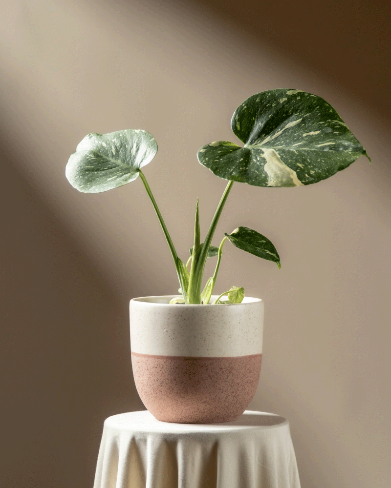 Eine Monstera 'Thai Constellation' - feey mit drei großen, bunten Blättern steht auf einem mit weißem Tuch bedeckten Tisch, sanft beleuchtet vom Sonnenlicht vor einem braunen Hintergrund.