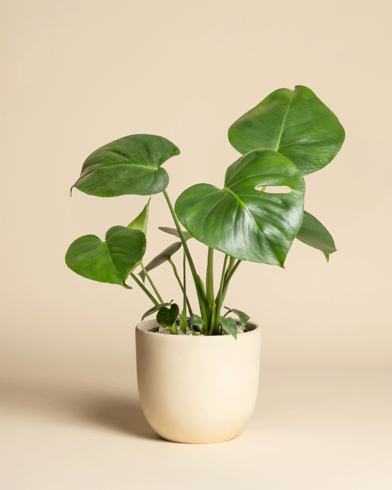 Eine Monstera - Fee mit großen, glänzend grünen Blättern steht in einem einfachen hellen Keramiktopf vor einem beigen Hintergrund.