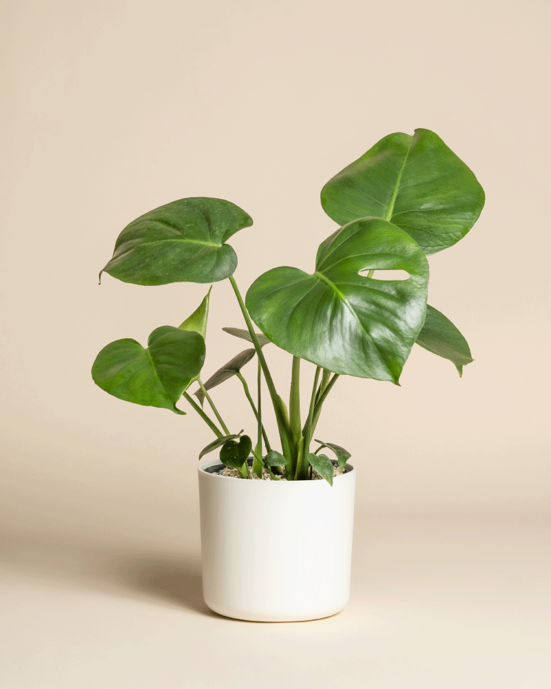 Die Monstera - feey hat große, glänzend grüne Blätter in einem schlichten weißen Topf vor einem beigen Hintergrund - eine ideale Wahl, um Ihrer Zimmerpflanzensammlung tropisches Flair zu verleihen.