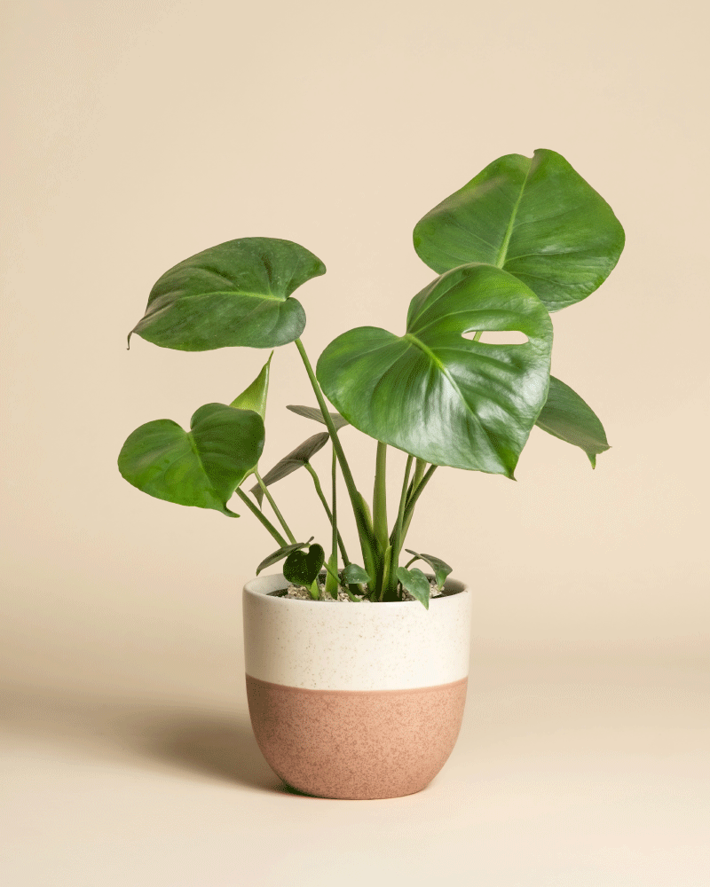 Eine Monstera - feey, die von Zimmerpflanzen-Fans wegen ihrer großen, glänzenden Blätter bewundert wird, steht in einem zweifarbigen Keramiktopf vor einem schlichten beigen Hintergrund.