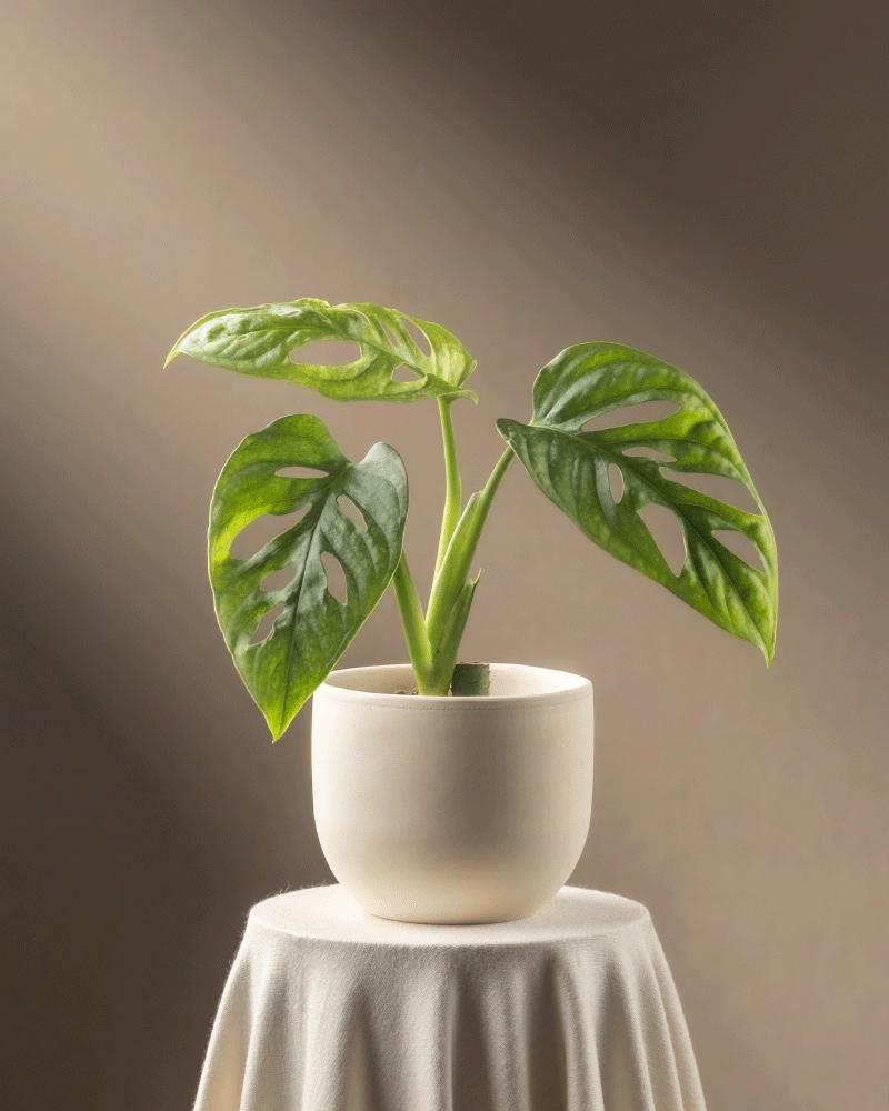 Eine eingetopfte Monstera adansonii 'Mint' Babypflanze mit großen, leuchtend grünen, panaschierten Blättern und markanten Löchern steht auf einem kleinen, mit weißem Stoff bedeckten Tisch. Der Hintergrund ist in sanftem Braun gehalten und wird von natürlichem Sonnenlicht erhellt – perfekt für Pflanzenpflege-Enthusiasten.