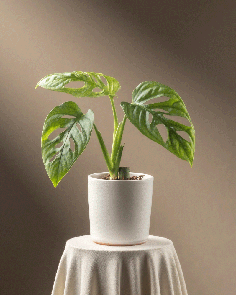 Eine Monstera adansonii 'Mint' Babypflanze mit grünen, panaschierten Blättern ziert einen runden, mit einem weißen Tuch gedeckten Tisch. Der sanft beleuchtete, warme, bräunliche Hintergrund unterstreicht das einzigartige Laub der Pflanze und die sorgfältige Pflanzenpflege.