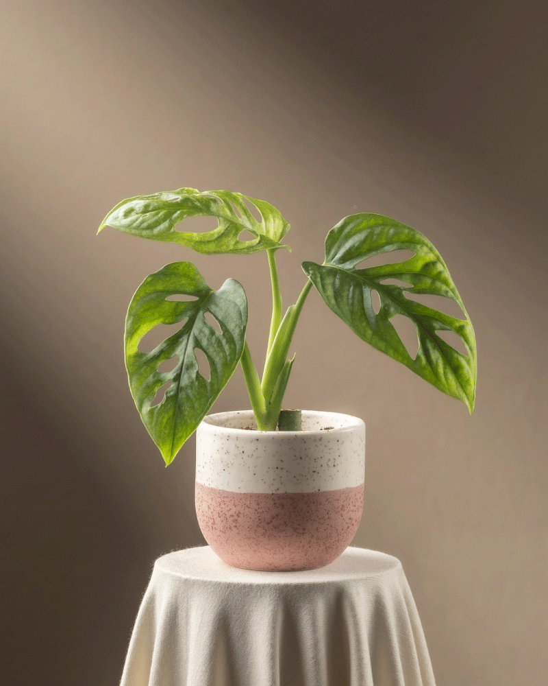 Eine Monstera adansonii 'Mint' Babypflanze mit geschlitzten grünen Blättern steht in einem rosa-weiß gesprenkelten Topf. Ihre charmante Präsenz auf einem runden Tisch unter warmem, sanftem Licht lädt zur achtsamen Pflanzenpflege ein und wirft sanfte Schatten.