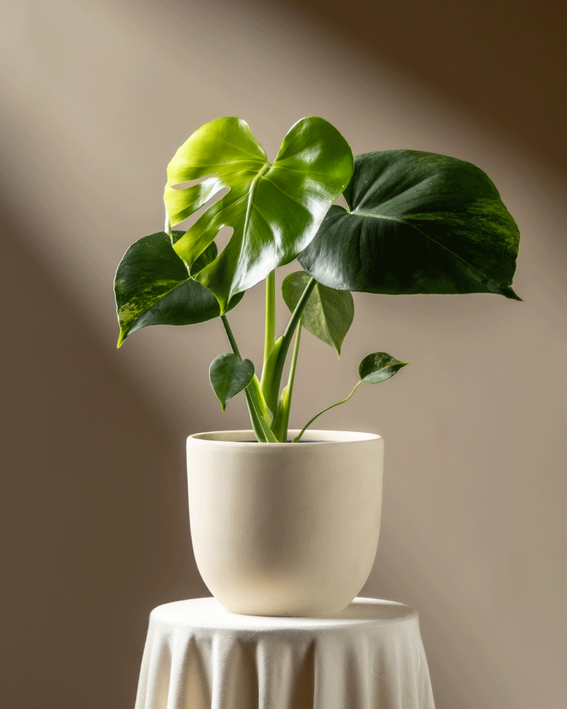 Eine Monstera aurea - Fee mit großen grünen Blättern steht in einem schlichten weißen Topf auf einem runden, mit Stoff bedeckten Tisch, der vor einem neutralen Hintergrund sanft beleuchtet ist.