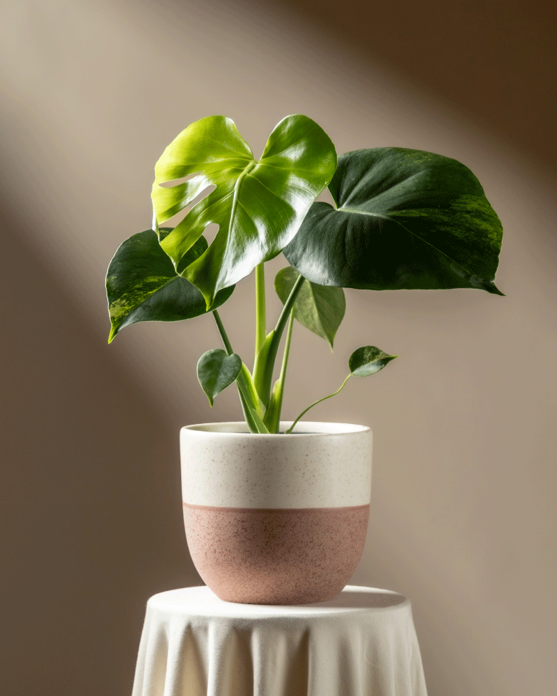 Eine Monstera aurea - feey mit leuchtend grünen Blättern steht auf einem runden, weiß gedeckten Tisch, der in sanftes natürliches Licht vor einem neutralen Hintergrund getaucht ist.