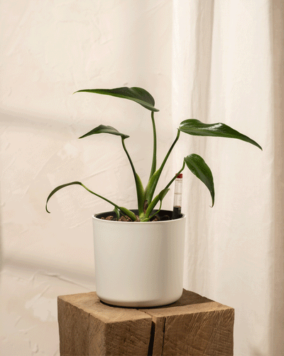 Eine Hydro • Monstera Burle Marx Flame mit langen Blättern ruht in einem weißen Topf auf einem Holzblock vor einer hellen strukturierten Wand und genießt das sanfte Sonnenlicht, das von der Seite einfällt.