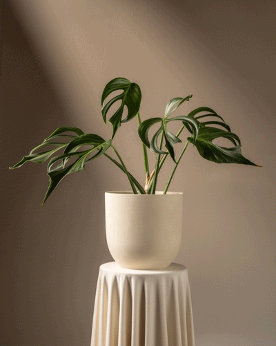 Eine üppige Monstera Burle Marx Flame steht in einem weißen Topf auf einem runden Tisch, der mit cremefarbenem Stoff bedeckt ist. Weiches, warmes Licht erzeugt sanfte Schatten und bietet eine ruhige und elegante Umgebung für diese seltene Monstera-Sorte.