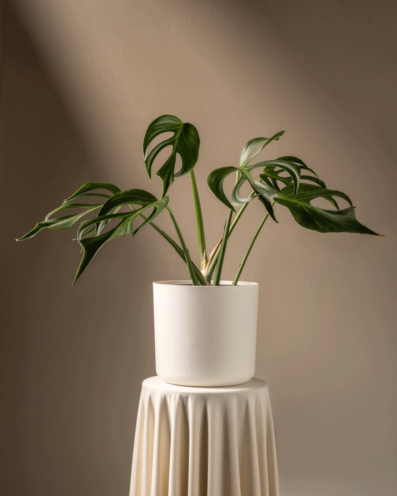 Eine seltene Monstera Burle Marx Flame mit großen, glänzenden Blättern steht in einem weißen Topf auf einem runden, drapierten Sockel. Sanftes Licht betont den satten Grünton der Pflanze und hebt die zarten gespaltenen Blattmuster vor einem gedämpften Hintergrund hervor und zeigt so wahre Pflanzenkenntnis.