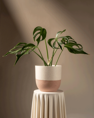 Eine seltene Monstera Burle Marx Flame in einem beigefarbenen zweifarbigen Topf ruht auf einem drapierten runden Sockel, ihre glänzenden, gespaltenen Blätter werfen sanfte Schatten an die Wand. Diese elegante Präsentation vor einem neutralen Hintergrund unterstreicht Ihr Pflanzenwissen.