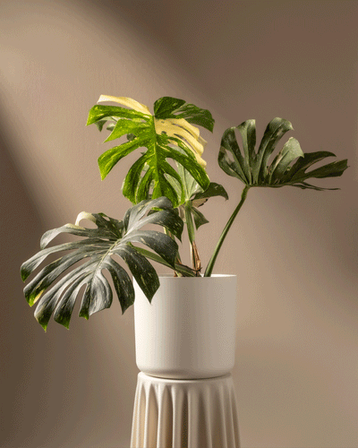 Eine Monstera deliciosa „Thai Constellation“ mit großen bunten Blättern steht in einem eleganten weißen Topf auf einem gerippten Sockel. Der weiche beige Hintergrund und das Sonnenlicht werfen sanfte Schatten und heben die Texturen und Muster der Pflanze hervor.
