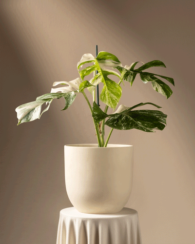 Eine eingetopfte Monstera deliciosa variegata mit großen grünen und weißen Blättern steht auf einem drapierten, runden Ständer. Der sanft beleuchtete Hintergrund in warmen Tönen hebt das markante Laub der Pflanze hervor.