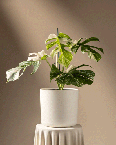 Eine Monstera deliciosa variegata mit großen grünen und weißen Blättern sitzt elegant in einem weißen Topf auf einem mit einem weißen Tuch bedeckten Hocker. Warmes Licht wirft weiche Schatten und hebt die Schönheit dieser Pflanze vor der beigen Wand hervor.