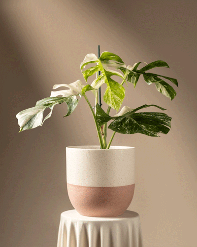 Eine Monstera deliciosa variegata schmückt einen weiß-rosa Topf auf einem runden, drapierten Sockel. Vor einem neutralen beigen Hintergrund erzeugt sanftes Licht sanfte Schatten. Die großen, gespaltenen Blätter weisen auffällige grün-weiße Muster auf.