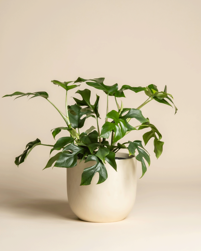 Eine Monstera minima - feey mit gespaltenen Blättern wächst in einem einfachen, hellbeigen Keramiktopf vor einem schlichten, cremefarbenen Hintergrund.