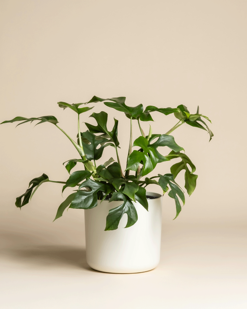 Eine Monstera minima - Efeu mit gespaltenen grünen Blättern wird in einem einfachen weißen Keramiktopf vor einem beigen Hintergrund präsentiert.