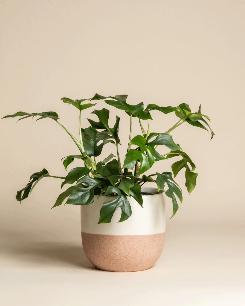 Eine Monstera minima - feey mit geteilten grünen Blättern sitzt in einem zweifarbigen Topf - oben weiß, unten hellbraun - vor einem einfarbig beigen Hintergrund.