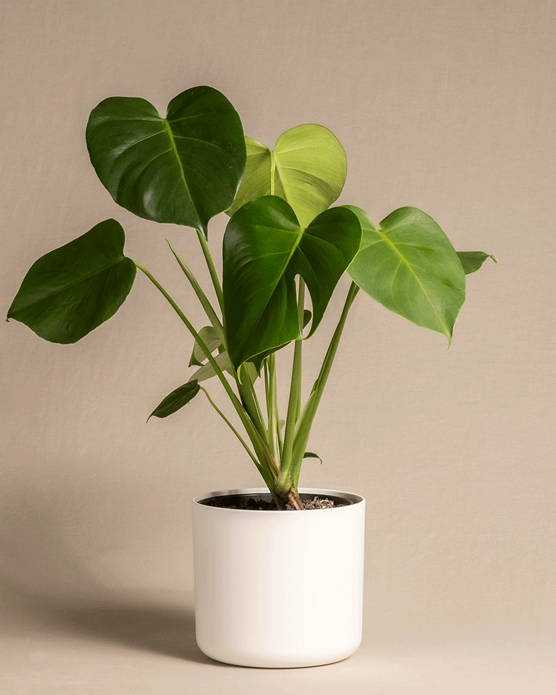 Eine Monstera-Pflanze mit großen, glänzenden, herzförmigen Blättern in einem weißen Topf vor neutralem Beige verströmt tropische Stimmung. Die leuchtend grünen Blätter bilden einen markanten Kontrast zum Topf und Hintergrund.