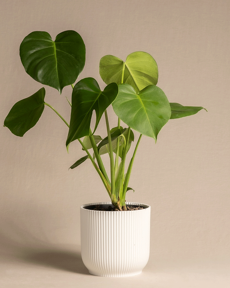 Eine Monstera in einem weißen gerippten Topf mit großen, glänzend grünen Blättern vor einem neutralen Hintergrund verströmt tropische Stimmung.