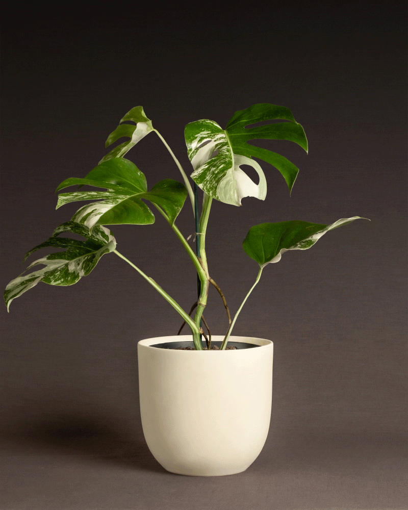 Monstera variegata feey Pflanzen Raritäten 🏆 feey GmbH
