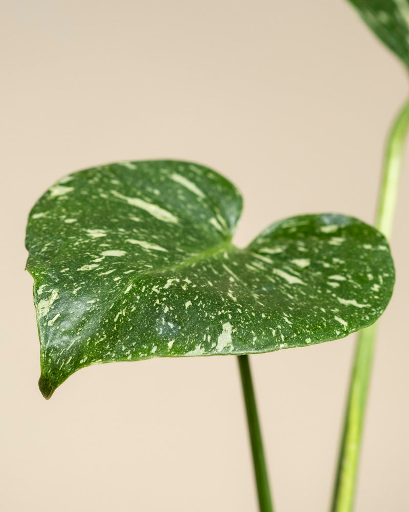 Eine Nahaufnahme eines einzelnen grünen, herzförmigen Monstera 'Thai Constellation' - Blattes mit weißen Sprenkeln, vor einem einfarbig beigen Hintergrund.