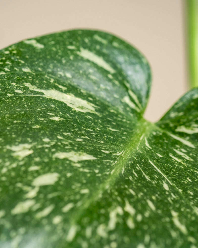 Nahaufnahme eines Monstera 'Thai Constellation' - feenartiges Blatt mit hellen Sprenkeln und glatter Textur, das einen Teil seines Stiels vor einem neutralen beigen Hintergrund zeigt.