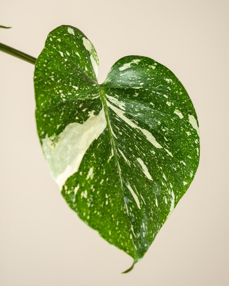 Eine Nahaufnahme eines einzelnen grünen, herzförmigen Monstera 'Thai Constellation' - Blattes mit weißer Panaschierung, vor einem einfarbig beigen Hintergrund.