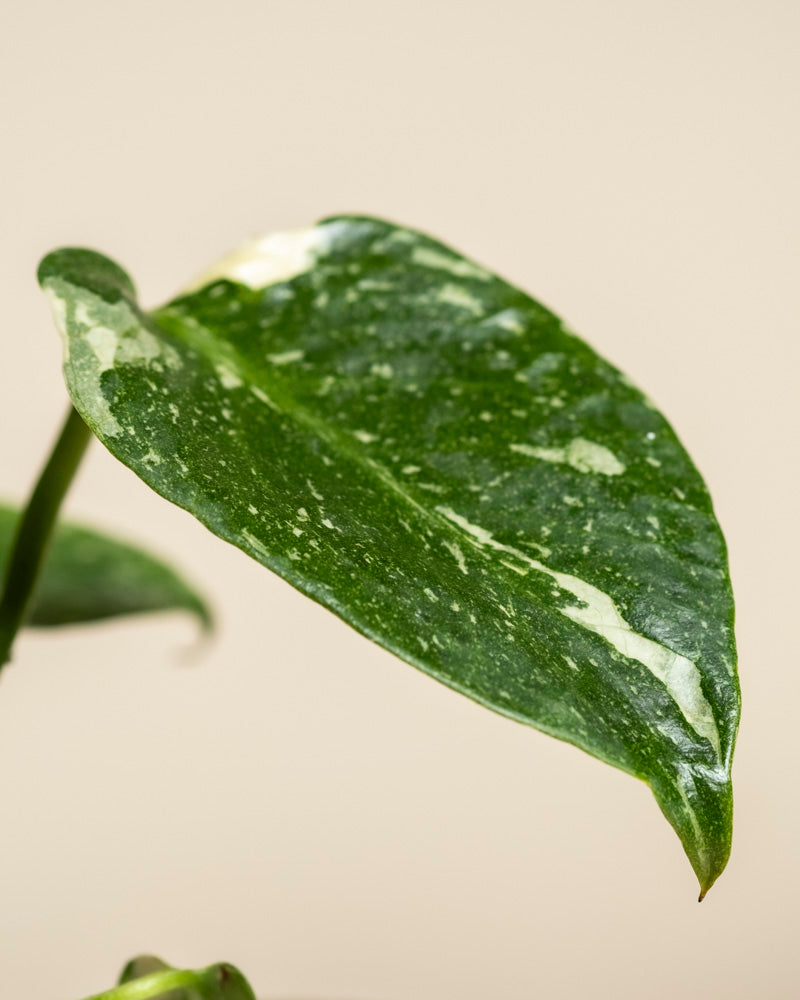 Nahaufnahme einer Monstera 'Thai Constellation' - ein feenartiges Blatt mit weißer Panaschierung, glänzender Textur und einer spitzen Spitze vor einem neutralen beigen Hintergrund.