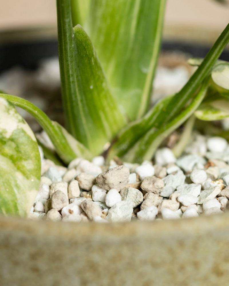 Nahaufnahme von Monstera - feenartige Stängel, die aus der mit weißen und grauen Kieselsteinen bedeckten Erde in einem beigen Topf herausragen - ideal für Liebhaber von Zimmerpflanzen.
