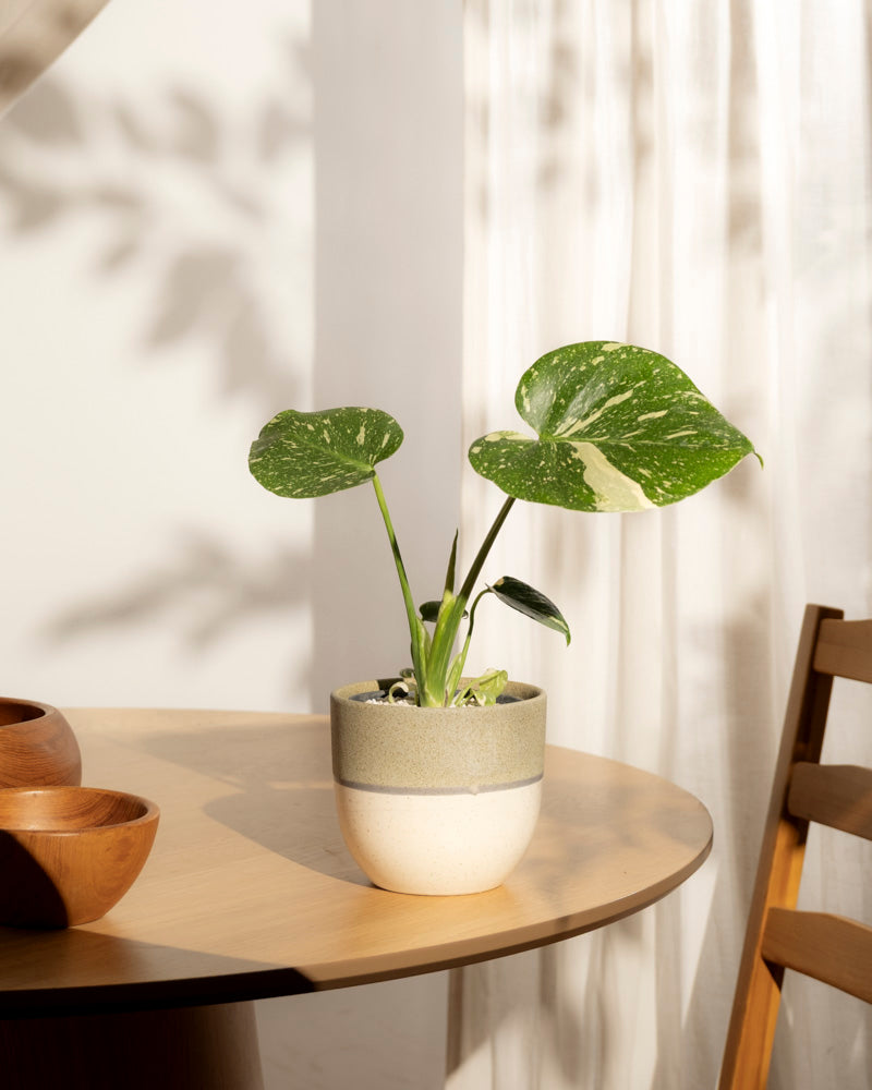 Eine Monstera 'Thai Constellation' - feey mit auffallend bunten Blättern sitzt getopft auf einem runden Holztisch neben zwei Schalen und einem Stuhl, während Sonnenlicht und Blattschatten über den weißen Vorhang im Hintergrund spielen.