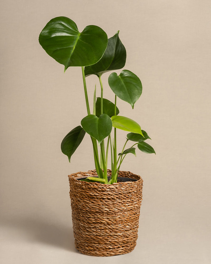 Eine Monstera-Pflanze mit großen, herzförmigen Blättern steht in einem geflochtenen Korbtopf vor einem schlichten hellbeigen Hintergrund, was ihr leuchtendes Laub und ihr tropisches Flair noch verstärkt.
