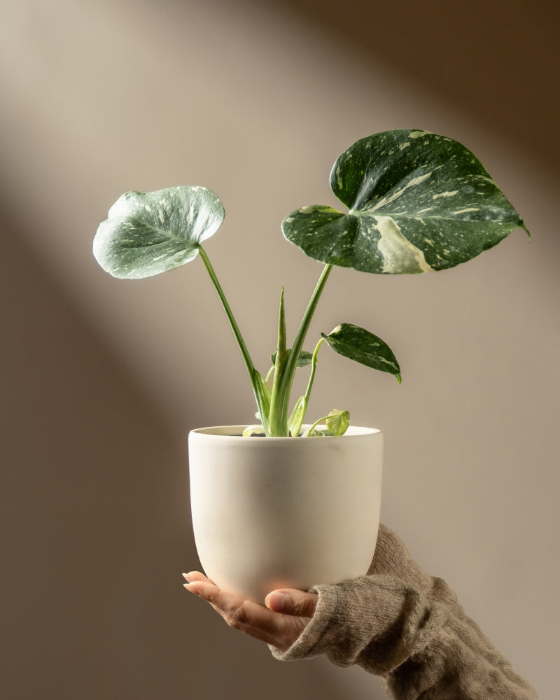 Eine Hand mit einem fingerlosen Handschuh hält einen weißen Topf mit einer Monstera 'Thai Constellation' - feey, deren breite, bunte Blätter im Sonnenlicht vor einem einfarbig beigen Hintergrund leuchten.
