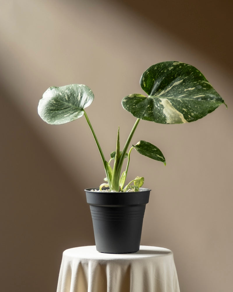 Eine Monstera 'Thai Constellation' - feey mit drei großen bunten Blättern steht auf einem kleinen runden Tisch, der mit weißem Tuch drapiert ist, in Licht getaucht vor einem neutralen Hintergrund.