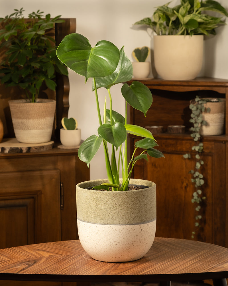 Eine Monstera mit großen grünen Blättern steht in einem zweifarbigen Topf – unten weiß gesprenkelt, oben grau strukturiert – auf einem Holztisch. Weitere Topfpflanzen verstärken die tropische Atmosphäre auf den Holzmöbeln.