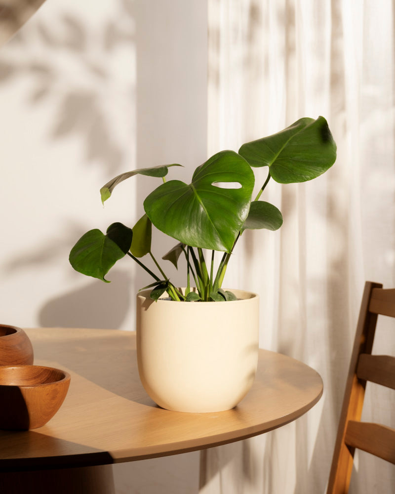 Eine Monstera - feey Topfpflanze steht auf einem runden Holztisch an einem Fenster mit weißen Vorhängen, während das Sonnenlicht weiche Schatten auf die Wand und den Tisch wirft.