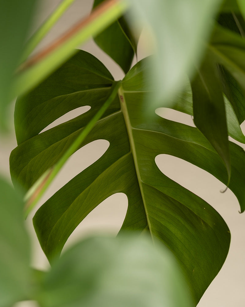 Detailaufnahme der Unterseite eines Blattes einer Monstera XL.