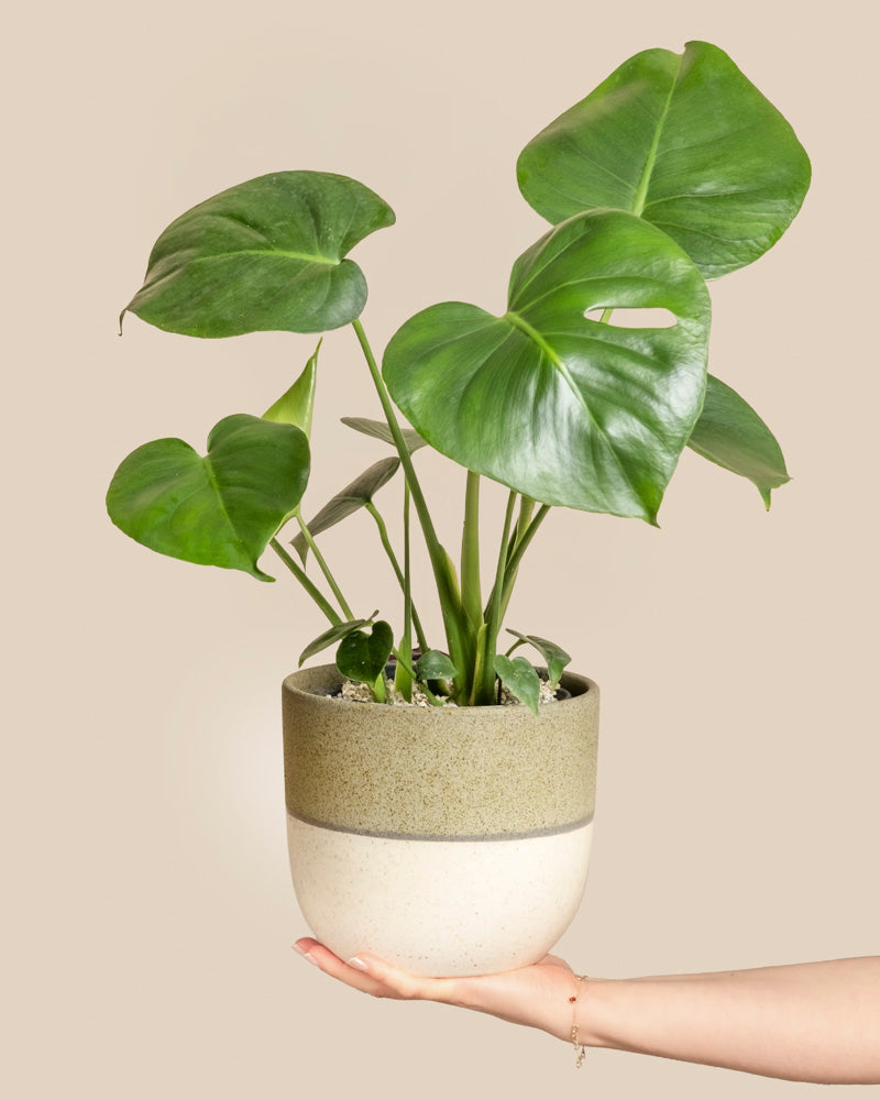 Eine Hand hält eine Monstera - feey in einem zweifarbigen beige-grünen Topf mit großen, glänzenden Blättern vor einem einfarbig beigen Hintergrund - perfekt für Liebhaber von Zimmerpflanzen.