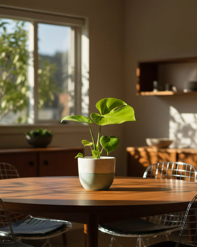 Eine Monstera 'Cheesy' - Fee mit üppig grünen Blättern steht auf einem runden Holztisch in einem sonnendurchfluteten Raum, umgeben von Drahtstühlen und einem Fenster, das Tageslicht hereinlässt.